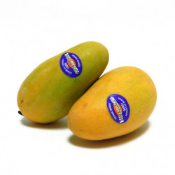 MANGUE SAUVAGE ATAULFO...