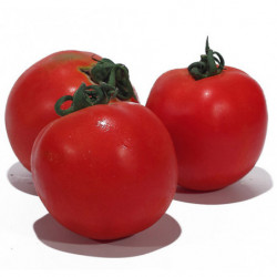 TOMATE RONDE FRANCE 47/57...