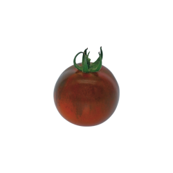 TOMATE RONDE NOIRE EBENO...