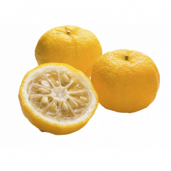 CITRON YUZU CORSE FRANCE...